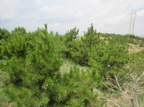 樟子松：耐旱耐寒的硬汉