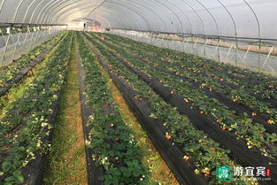 机场周边种植那些抗噪耐污植物，年创收百万的秘密在这里！