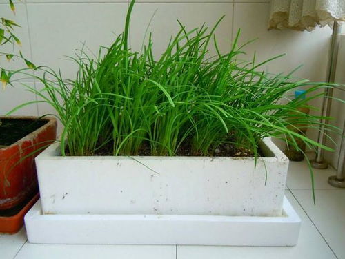 北方种植：西向阳台，蔬菜丰富