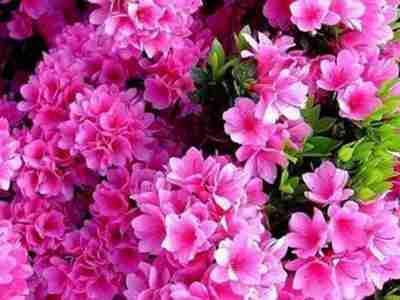 杜鹃花花蕾期能否施肥，对花蕾生长和开花有影响吗