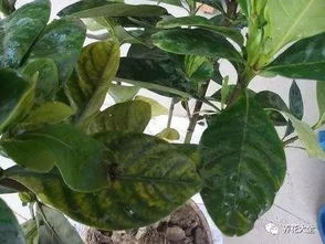 叶子小， 喷喷水，叶子大，洗洗水