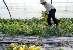 农村创业种植：中草药品种选择指南