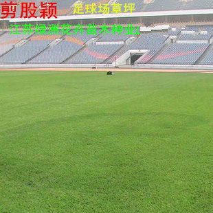 南方夏季种植草种指南：耐高温的选择