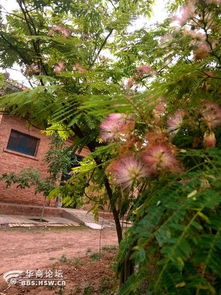 合欢树叶子黄了咋办？