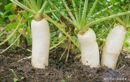 白萝卜和白菜， 蔬菜界的急先锋
