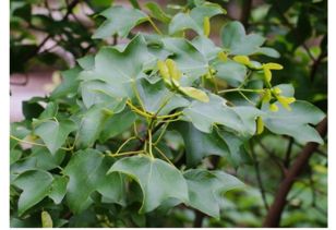 果实各异， 三角枫“翅果”，枫香“蒴果”
