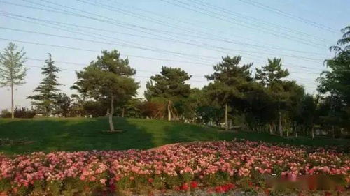 月季园区， 品种丰富