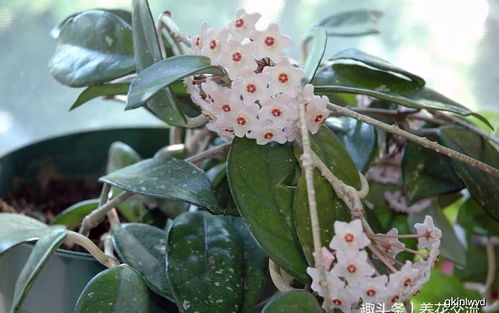 以球兰开花（球兰盛放）时