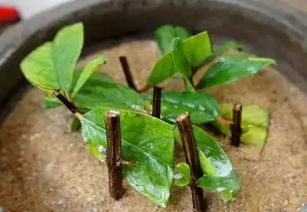 如何通过科学方法提高植物扦插的成活率