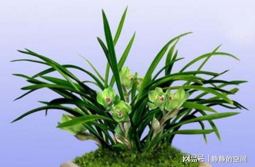 兰花花语探秘：花瓣形状与颜色揭秘