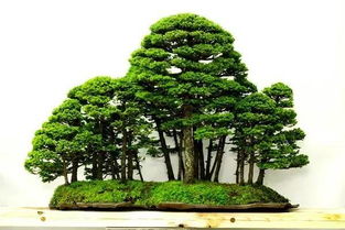 购买渠道：网购还是实体店？