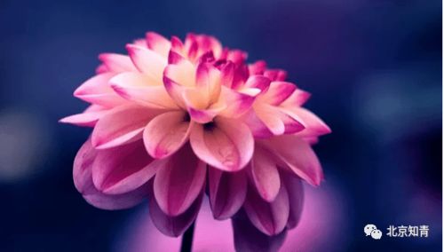 保持红艳的秘密武器