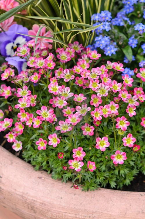 微景观植物大揭秘：打造你的迷你绿色世界