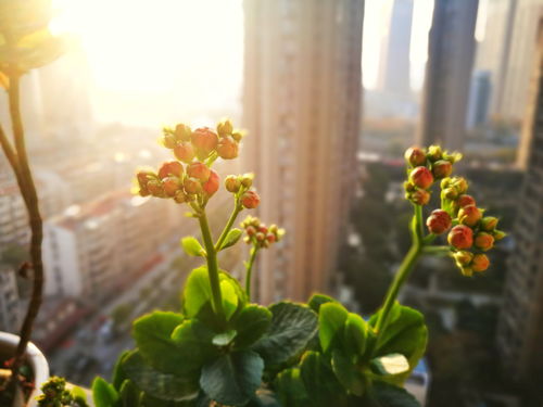 冬季长寿花养殖指南：安全越冬