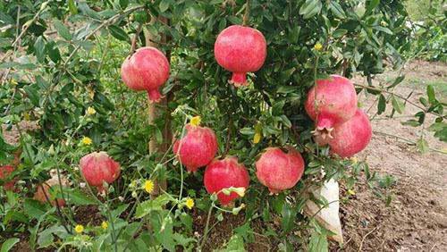 选苗有讲究， 健康是关键