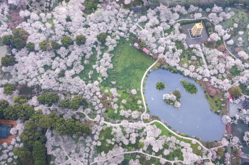 樱花的花语是“生命之美”，那么“樱花的花语‘生命之美’是否意味着它象征着短暂而绚烂的生命历程呢