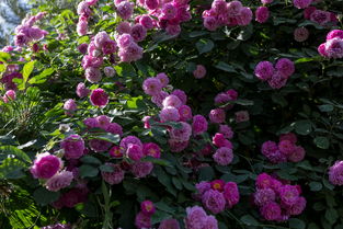 曼宁顿蔷薇，美丽如画的粉紫色花朵