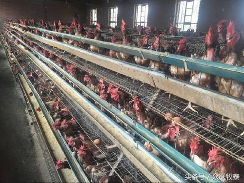 驱虫优化饲料吸收，提升猪场饲料转化效率