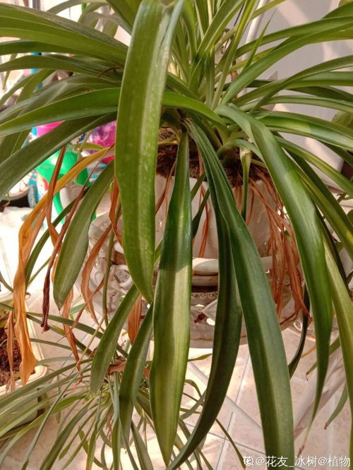 一叶兰：冬天的守护者