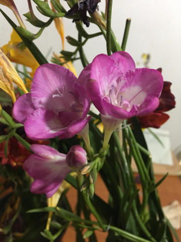 小苍兰花谢后如何巧妙拆分成双