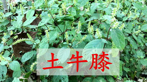 鸡屎藤是个宝！它的功效与作用