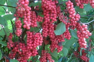 夏季种植：采取必要措施