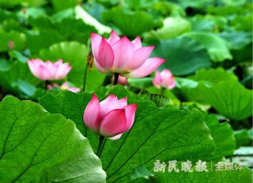2020荷花季：赏荷盛宴，盛夏绽放！