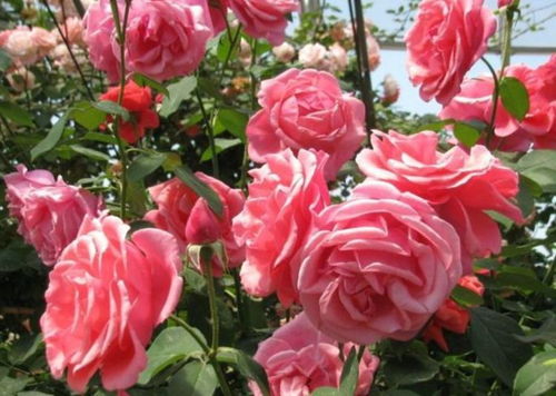 月季：花色丰富，花期长