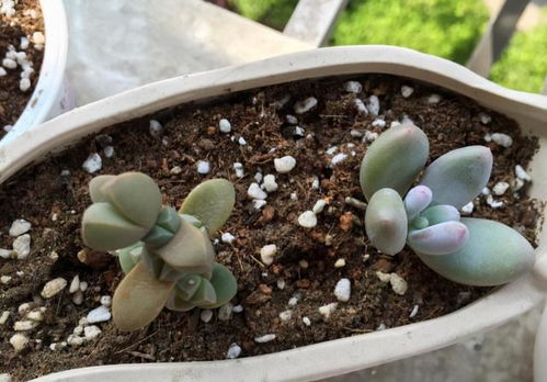 多肉植物浇水时应该浇在哪个部位？如何确保浇水位置正确