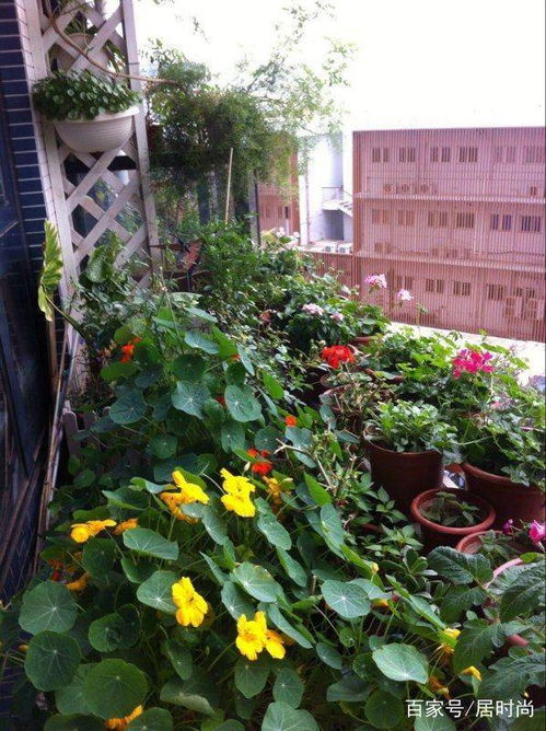 选对花，省下60%的养护费？是真的吗？