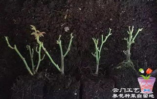 露天过冬的月季需要修剪到根部吗？这样做对植株有影响吗