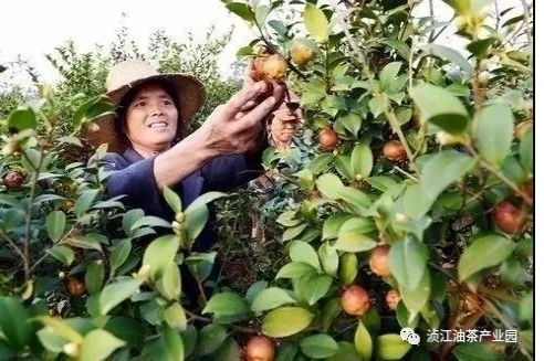 广西河池茶油新动态：琥珀茶油价格飙升，抢购热潮即将来袭！