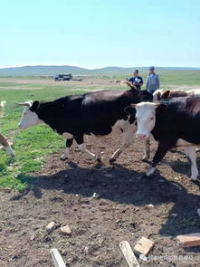 夏季牲畜防暑降温，凉性中草药灌服佳