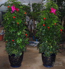 花卉市场：植物种类繁多， 美丽观赏