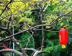 瑞安古树村的千年绿荫下