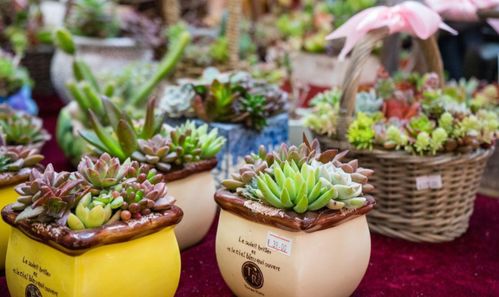 新手友好型进口品种对比