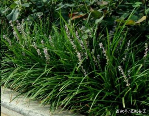 金凤花喜温暖湿润，耐半阴