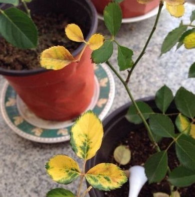 月季花叶子枯萎怎么办？试试这几种简单又实用的方法