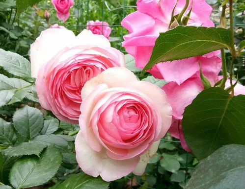 月薪3000的月光族，真的养不起这20种月季花吗？