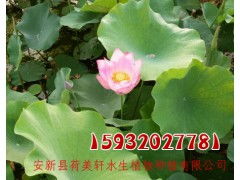 南方地区：无需保护， 直接露地越冬