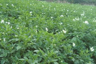 柴胡种植的南北差异