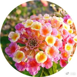 洋绣球花有毒吗？室内养护时需要注意什么以避免中毒