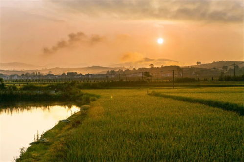 路边草种大揭秘：那些我们常用的品种