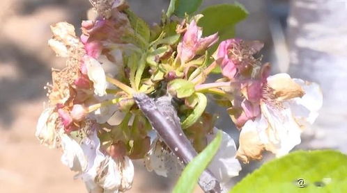 移植花卉的注意事项