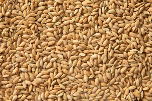 谷田里的秘密：每亩谷子打药的花费之谜