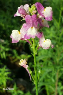 草本小粉花，路边遇见它，如何快速辨认？