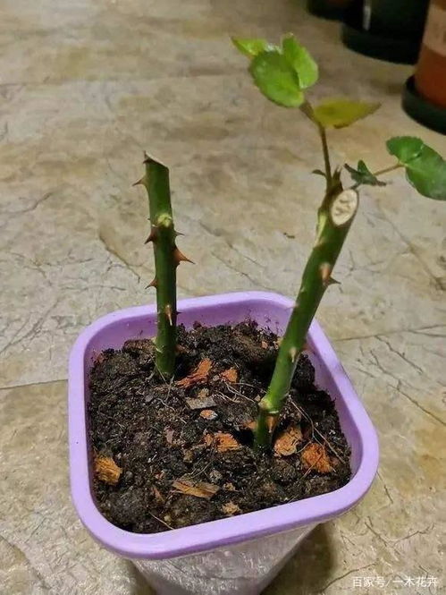 如何修剪花卉枝条？