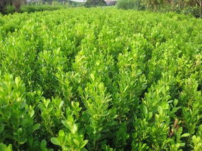 小叶黄杨小苗和大叶黄杨小苗的忒别之处