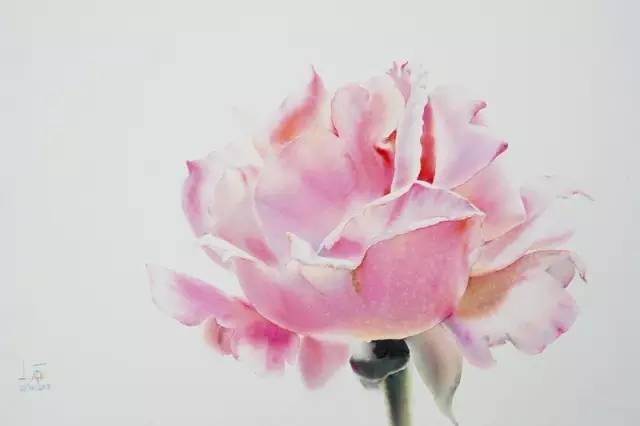 玫瑰花水彩画，如何让色彩更生动