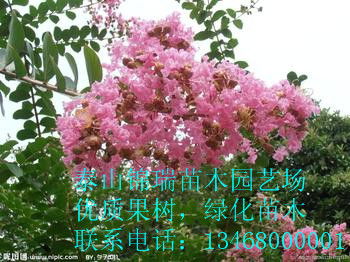 一棵优质的紫薇树苗，值多少钱？